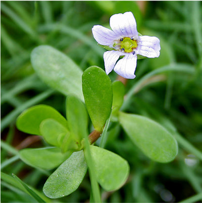 Bacopa